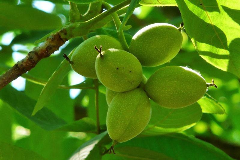 плоды маньчжурского ореха