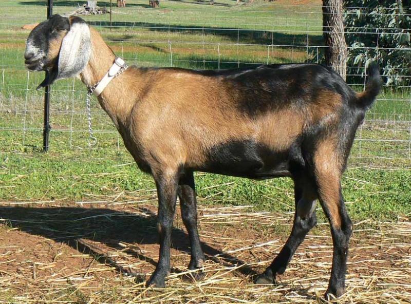 нубийские козы описание породы