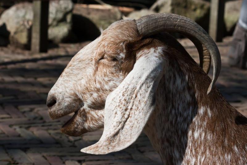 нубийский козел производитель