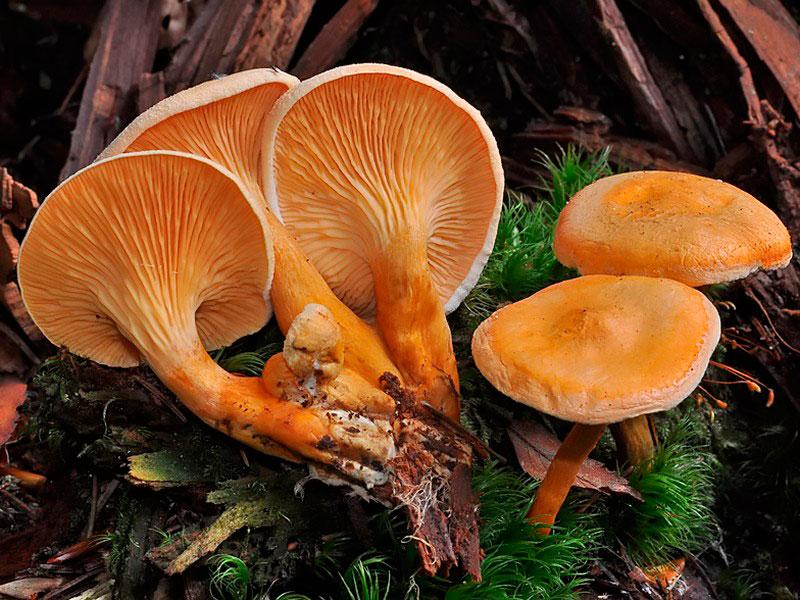 Ложные съедобные грибы