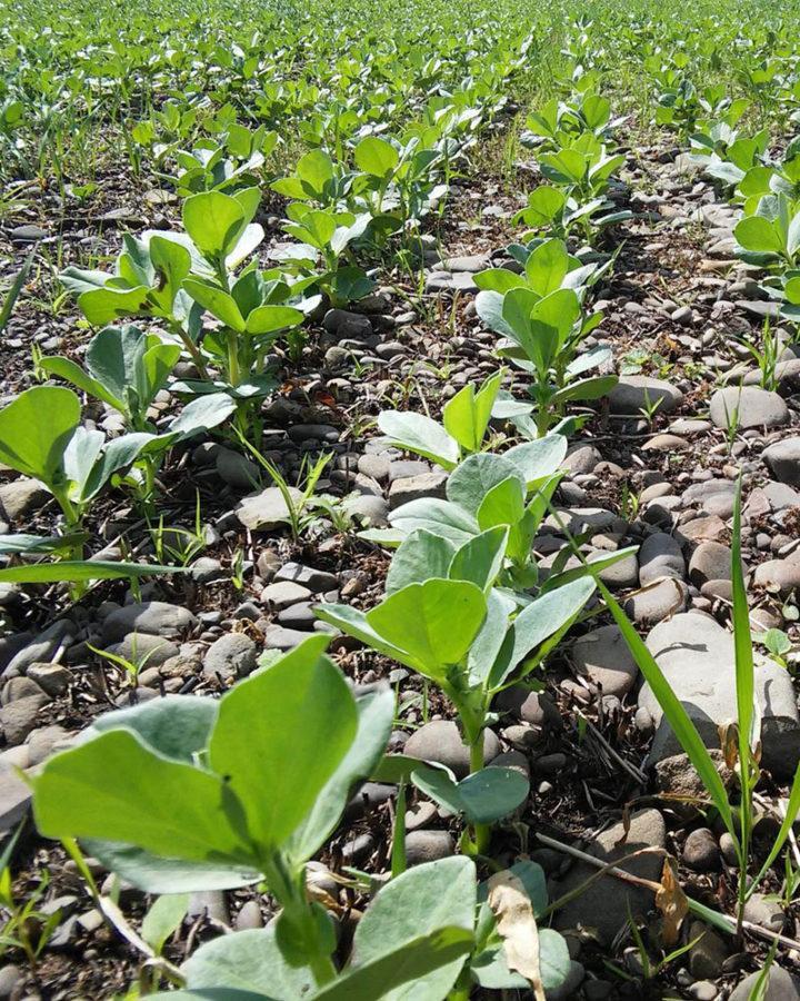 Bean seed starting Growing beans, Garden pests, Bush beans