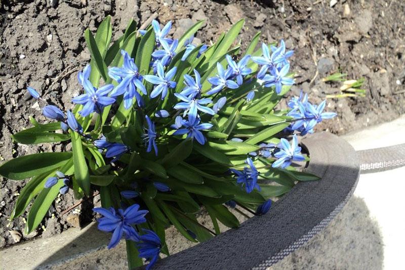 Весенний цветок пролеска или сцилла- правила посадки и выращивания в саду