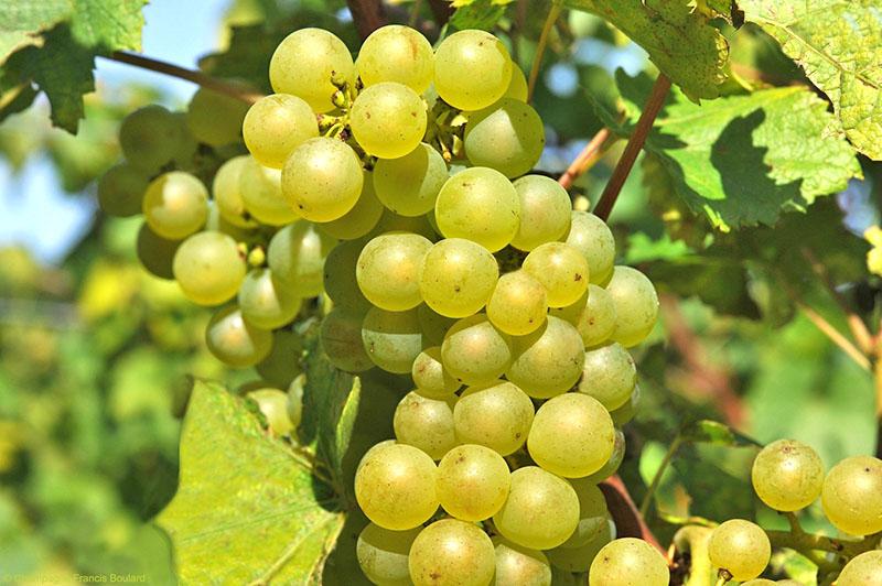 Технический сорт винограда Шардоне