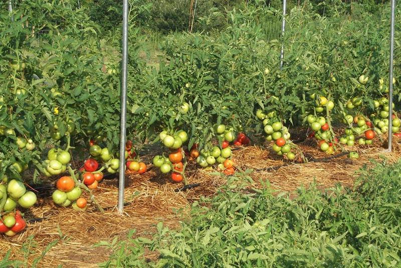 как вырастить помидоры без полива в открытом грунте