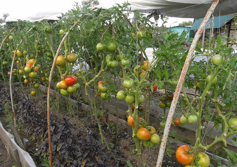 выращивание помидор без полива