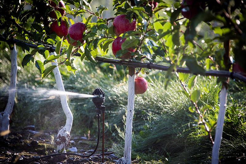 оросительная система в яблоневом саду