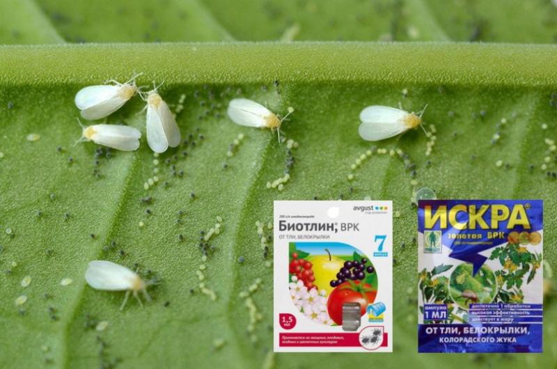 белокрылка на комнатных растениях как бороться препараты
