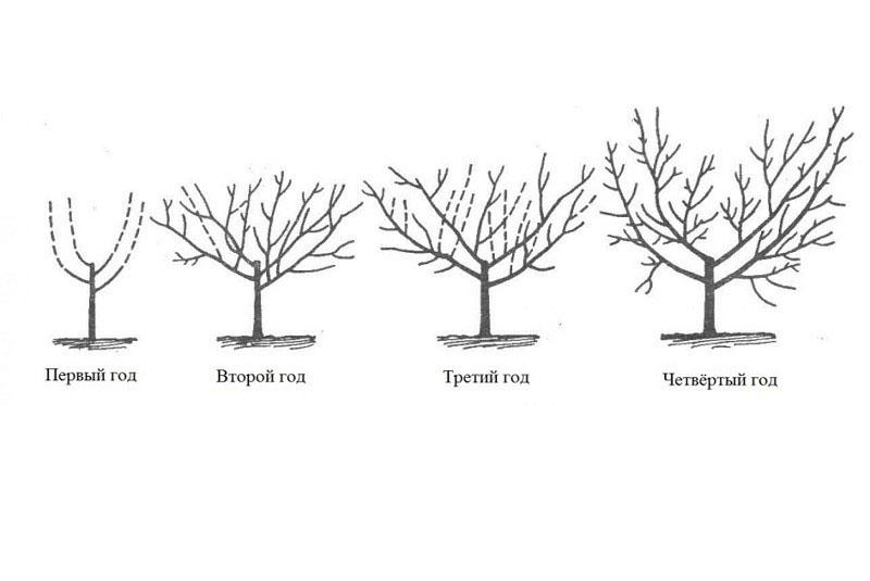 формирование кроны дерева нектарин