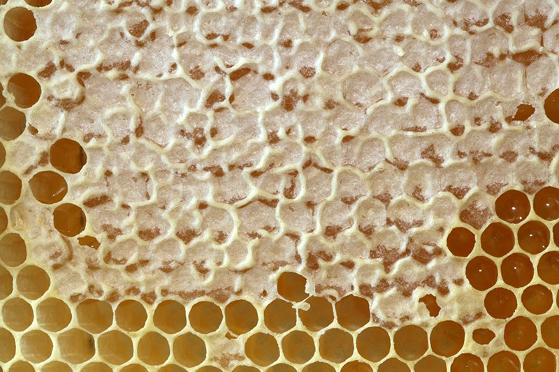 уникальный продукт пчеловодства