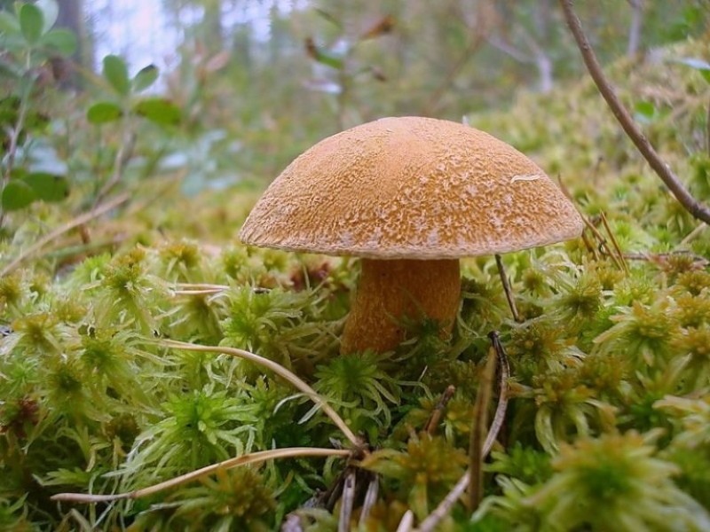 гриб моховик фото и описание видов