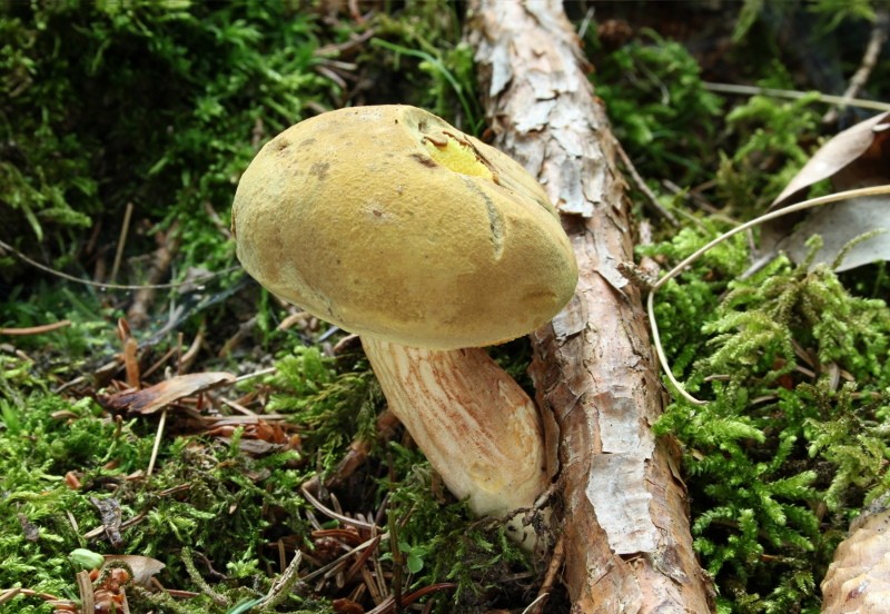 гриб моховик фото и описание ложных видов моховик зеленый