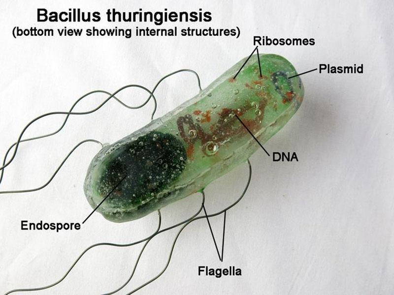 клетки бактерий III серотипа Bacillus thuringiensis var. kurstaki