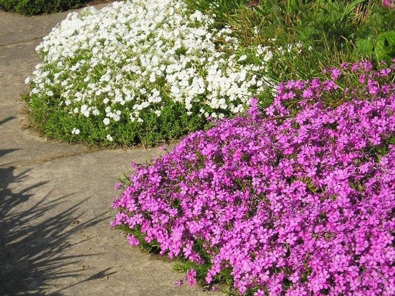 цветочный бордюр вдоль дорожки в саду