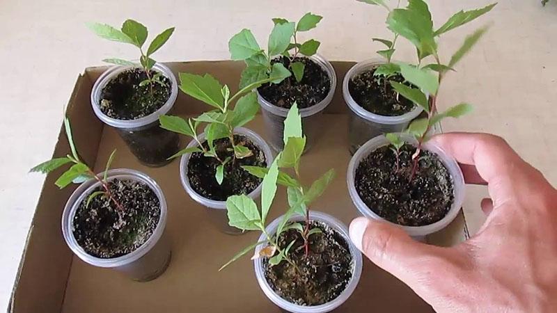 как вырастить платан из семян