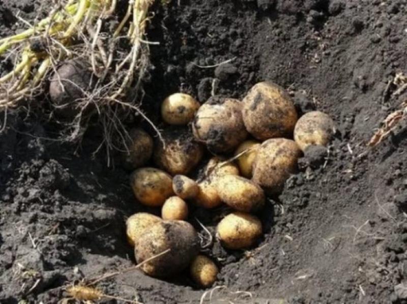 урожайность картофеля венета