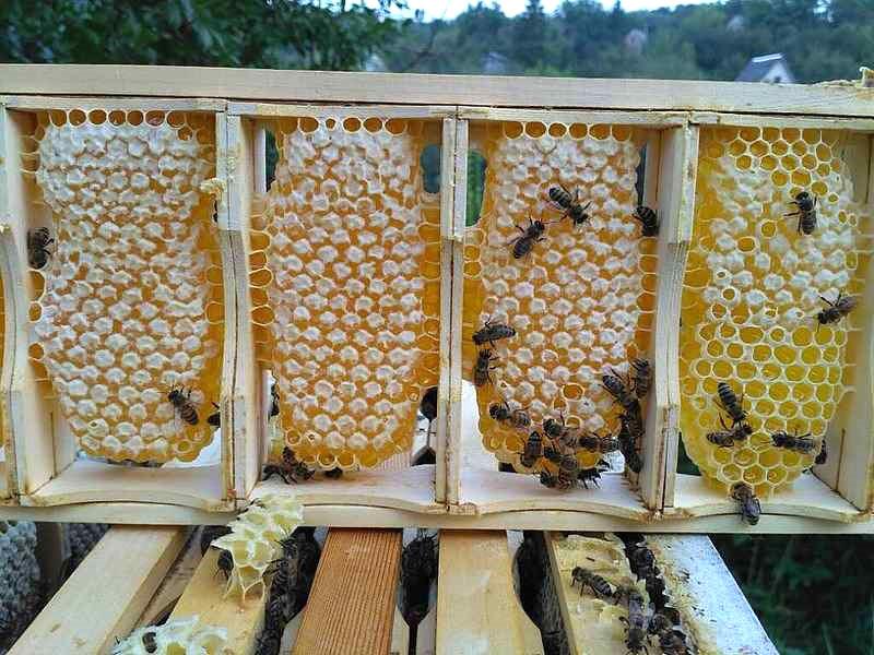 подкормка пчел в ульях