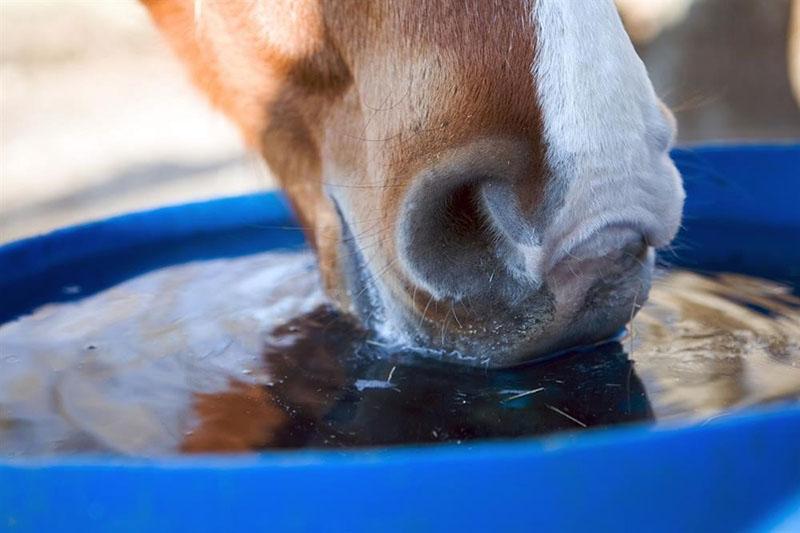 чистая вода для лошади