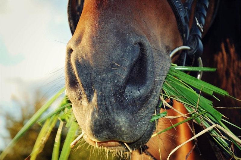 свежая трава для лошади
