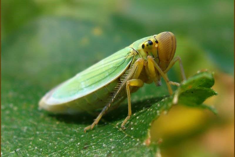 зеленая цикадка