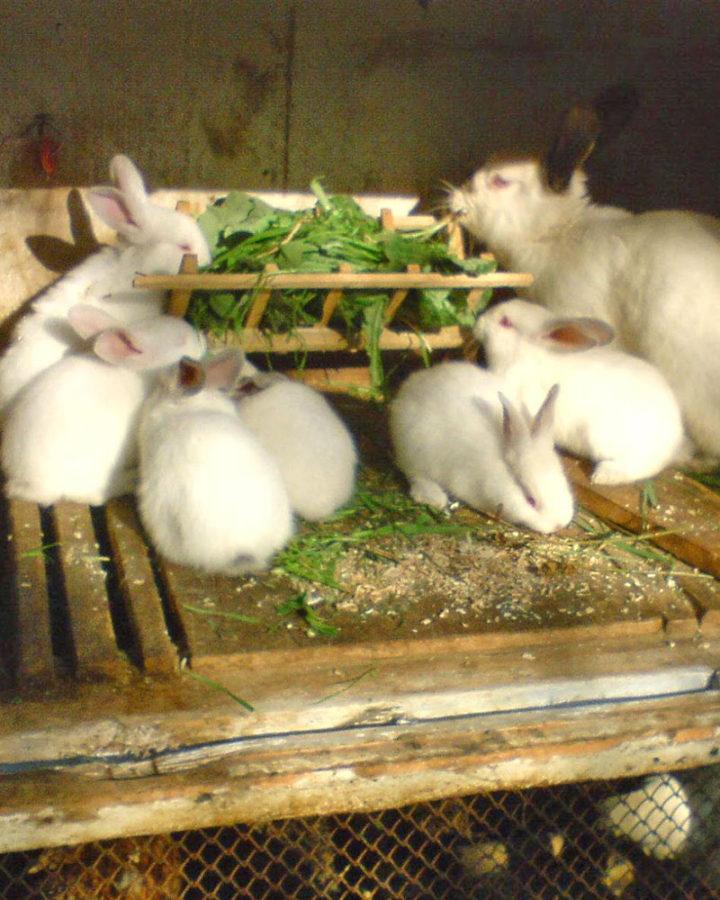Можно кроликам давать одуванчики. Соль для кроликов. Кормление кроликов в домашних условиях. Крапива для кроликов свежая. Что можно давать кроликам.