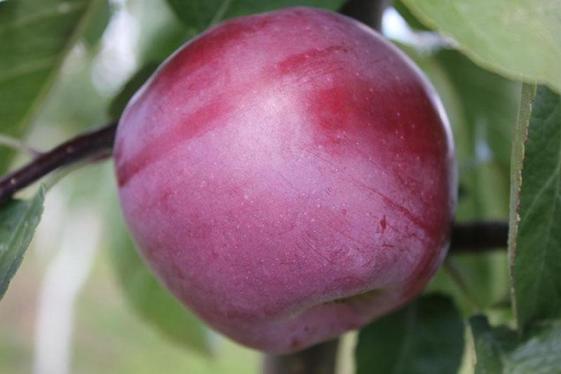 сочные сладкие плоды яблони спартан