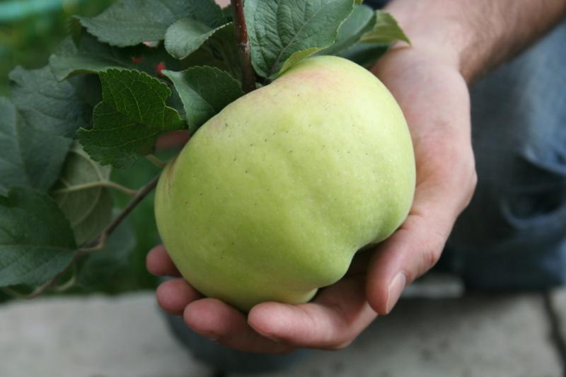 вкусовые качества яблок богатырь