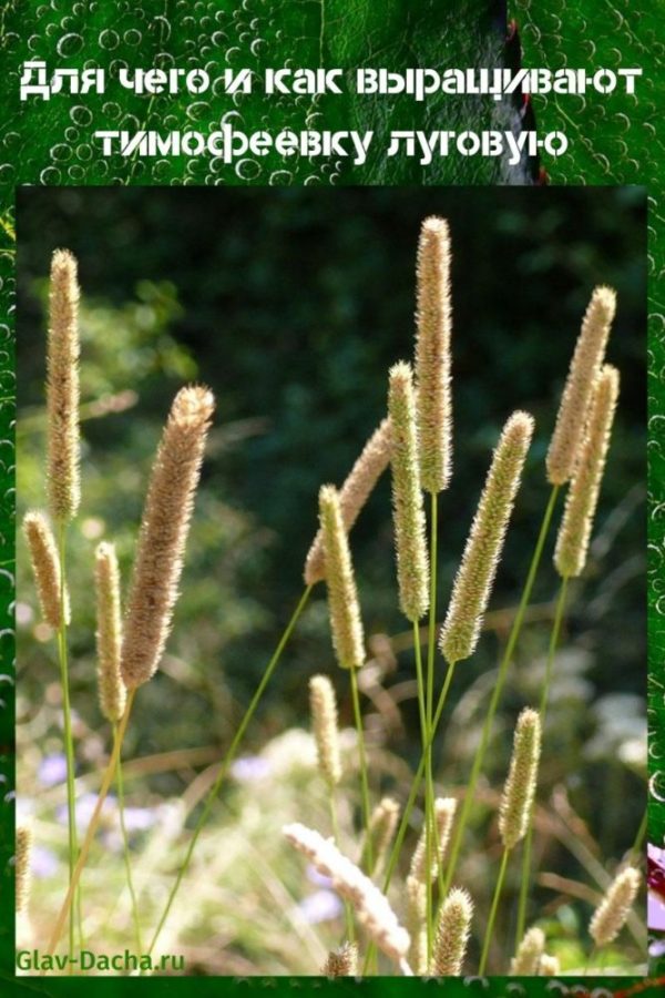 Трава тимофеевка, особенности растения и его использование - Наш сад