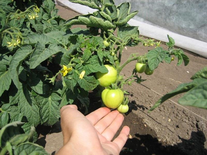 сформированные плоды томатов