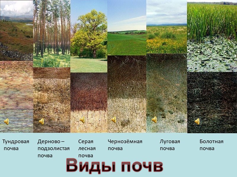 Типы почв и их описание