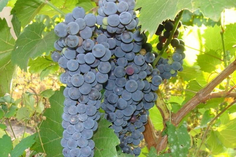 виноград амурский описание сорта фото отзывы