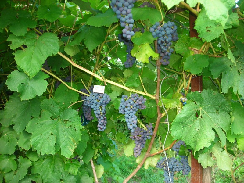 плюсы и минусы винограда амурского