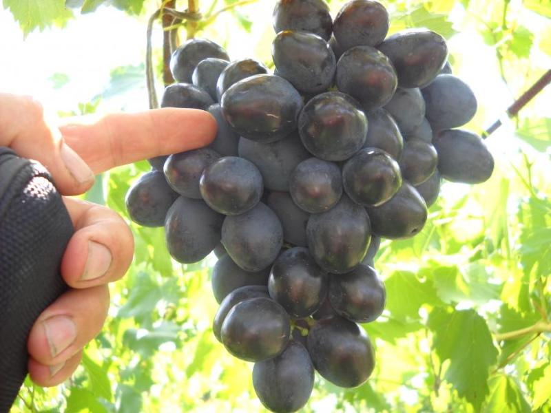 урожайность и вкус винограда фурор