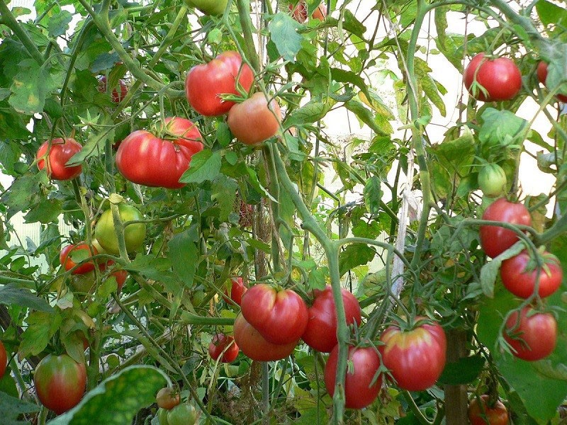 высокоурожайный сорт томатов кардинал