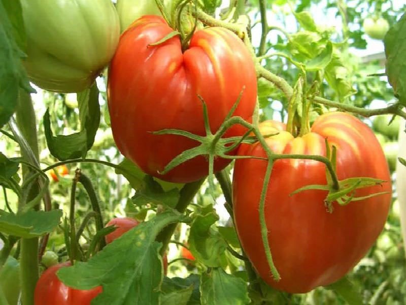 выращивание помидоров Кардинал