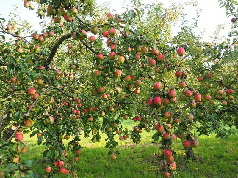 обильно плодоносит яблоня Башкирская красавица