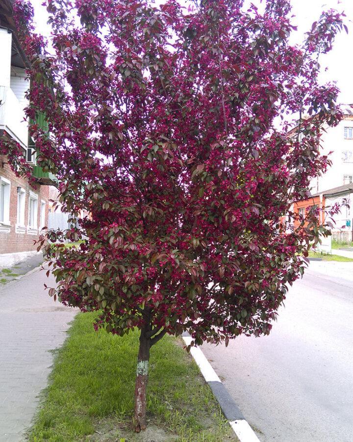 Яблоня пурпурная роялти фото и описание