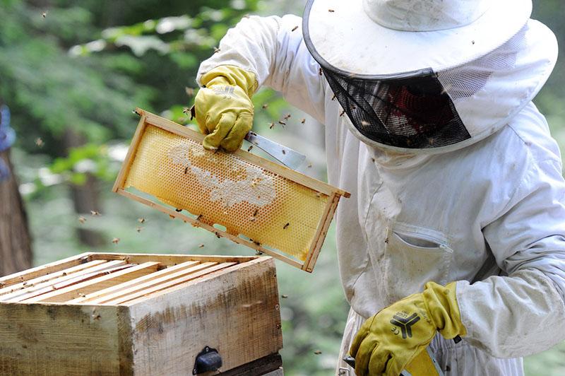 как получают белый мед на пасеке
