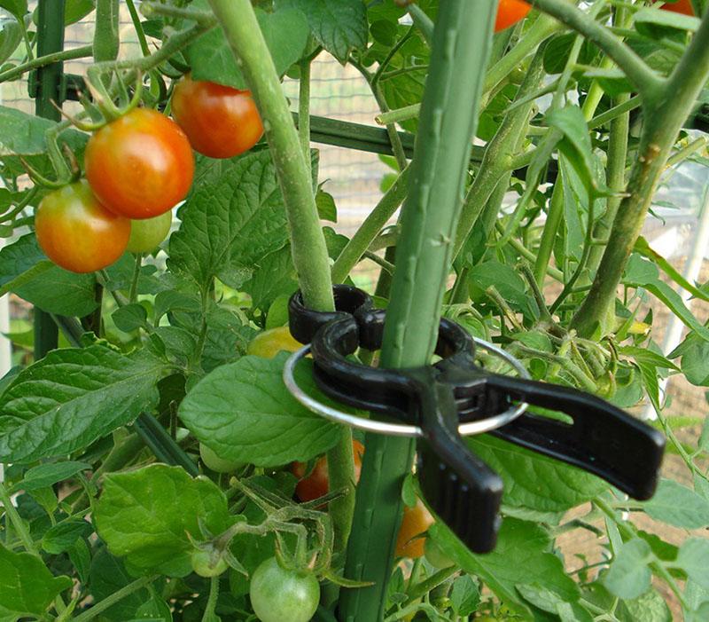 Клипсы для подвязки растений: как использовать их для томатов и огурцов в теплице?