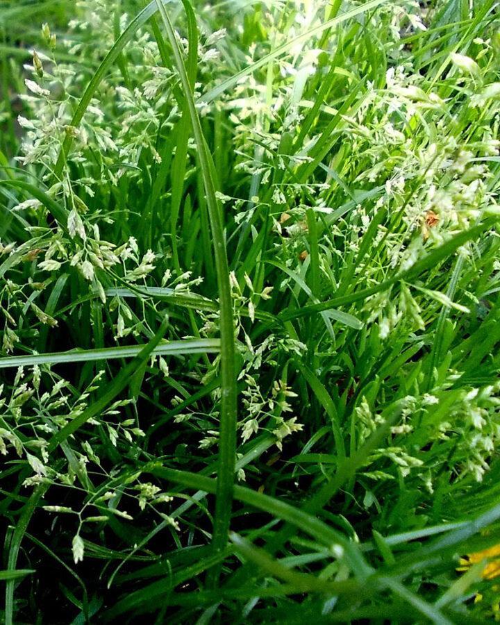 Овсяница луговая трава фото