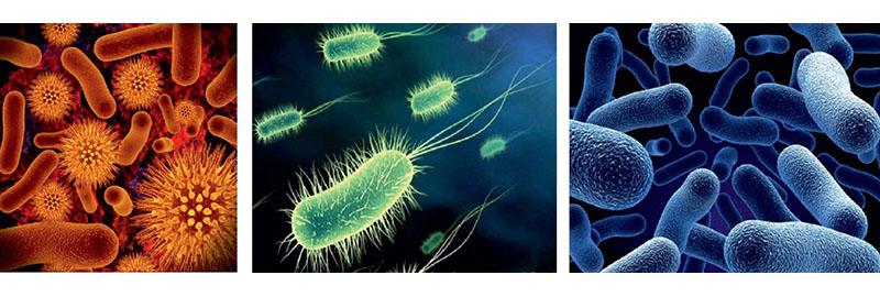 борьба с патогенными микроорганизмами