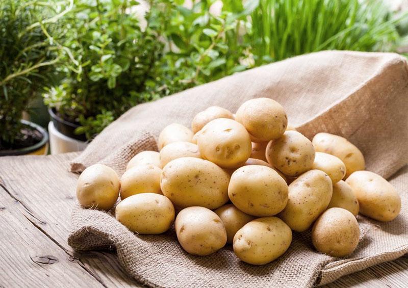 урожайность картофеля сорта Адретта