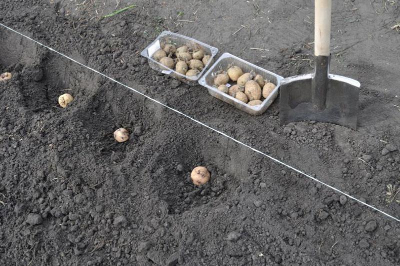 правила посадки картофеля адретта