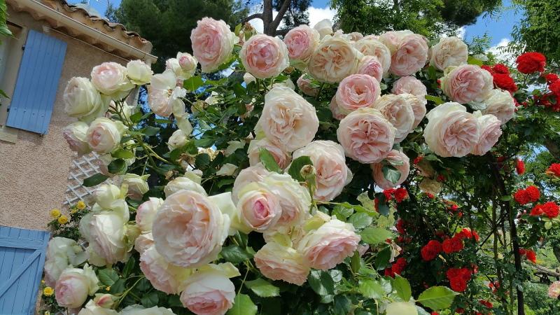 цветение розы пьер де ронсар