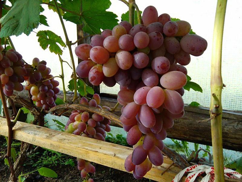созревает виноград