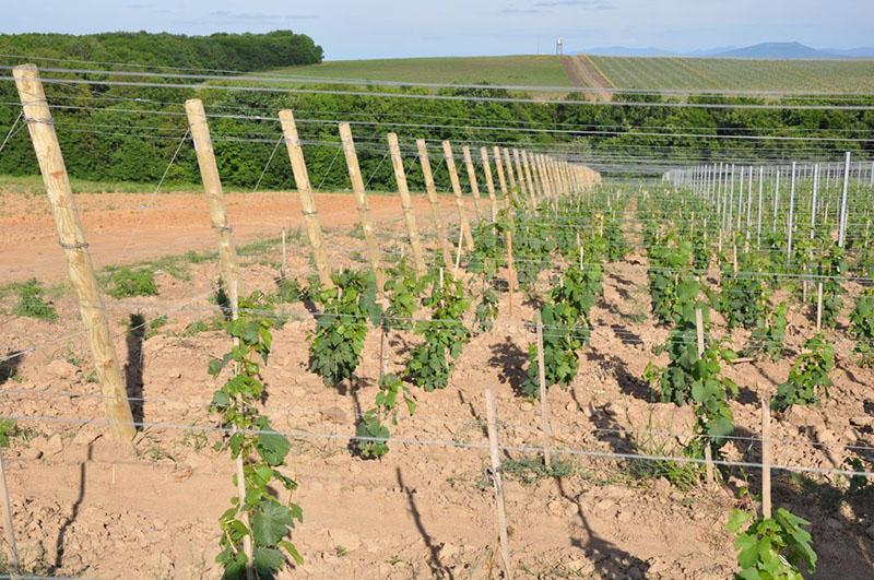агротехника выращивания сорт винограда тасон