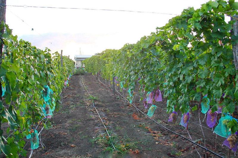 виноградное поле