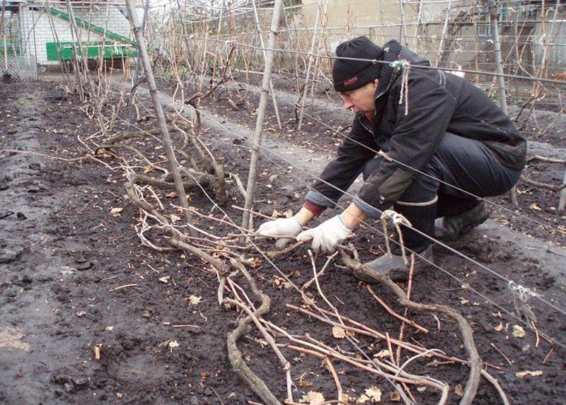 подготовка винограда к зиме