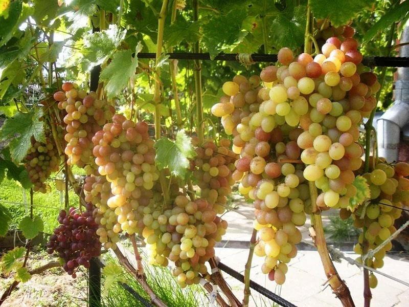 созревание винограда