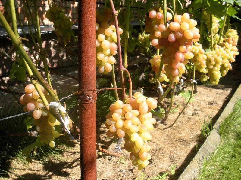 выращивание винограда тасон