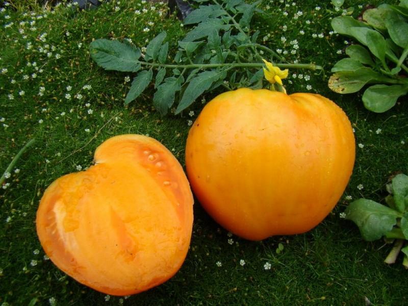 плоды томата медовый спас